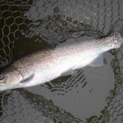 大安トラウトレイク 釣果